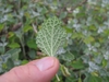 Underside of leaf