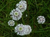 Marshallia graminifolia