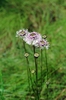 Marshallia graminifolia