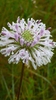 Marshallia graminifolia