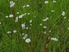Marshallia graminifolia