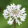 Marshallia obovata