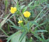 Stylosanthes biflora