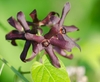 Close-up of the flowers with dark red strappy petals