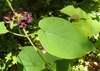 Heart-shaped opposite leaves & nodal clusters of dark red flower
