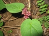 Heart-shaped opposite leaves & nodal clusters of dark red flower