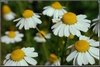 Matricaria recutita