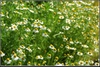 Matricaria recutita