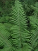 fronds.