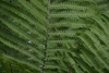 fronds.