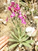 Matthiola incana
