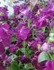 Matthiola incana