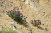 Matthiola incana