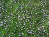 Mazus reptans form