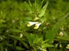 Leafy shoot bearing a yellow and white tubular flower.