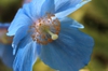 Close up of flower.