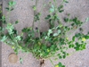 Whole Plant Pulled Out of the Ground