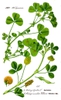 Botanical Illustration