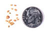 Seeds