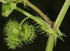 This shows the coiled nature of the fruit with burrs