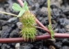 Reddish stem with fruits covered in burrs.