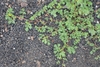 Plant spreading along the ground