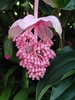A pendulous cluster of pink flowers subtended by pink bracts