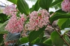 Clusters of pink flowers on pink branches