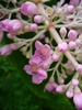 Close-up of pink flowers with yellow and violet stamens