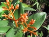 Clusters of orange flowers on orange branches