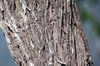 Bark