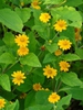 Melampodium paludosum