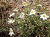 Melampodium leucanthum