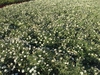 Full form in bloom