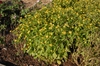 Melampodium paludosum
