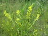 Leafy shoots with racemes of yellow legume flowers.