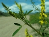 Shoot with ternate leaves & racemes of yellow legume flowers