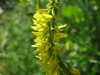 Racemes of yellow legume flowers
