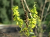 Racemes of yellow legume flowers & brown pods.