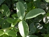 Trifoliolate leaf with obovate leaflets with denticulate margins