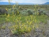 Leafy shoots with racemes of yellow legume flowers.