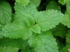 Melissa officinalis