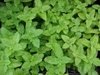 Melissa officinalis