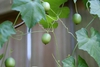 Fruit