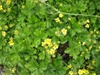 W. fragaroides