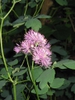Thalictrum aquilegifolium