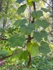 A twining vine with unusually lobed leaves