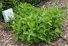 Form