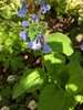 Mertensia virginia
