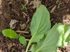Mertensia virginica